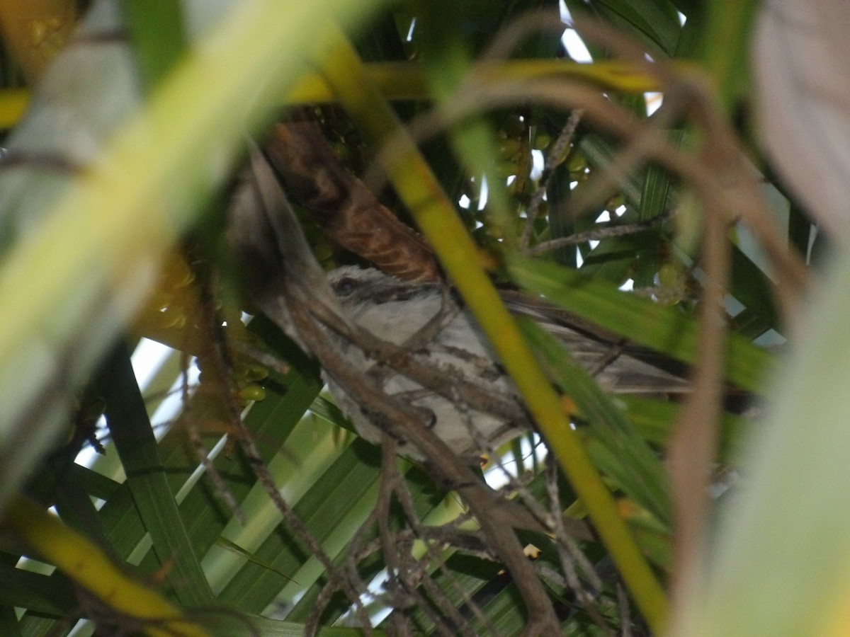 Tropical Mockingbird (Southern) - ML638954474