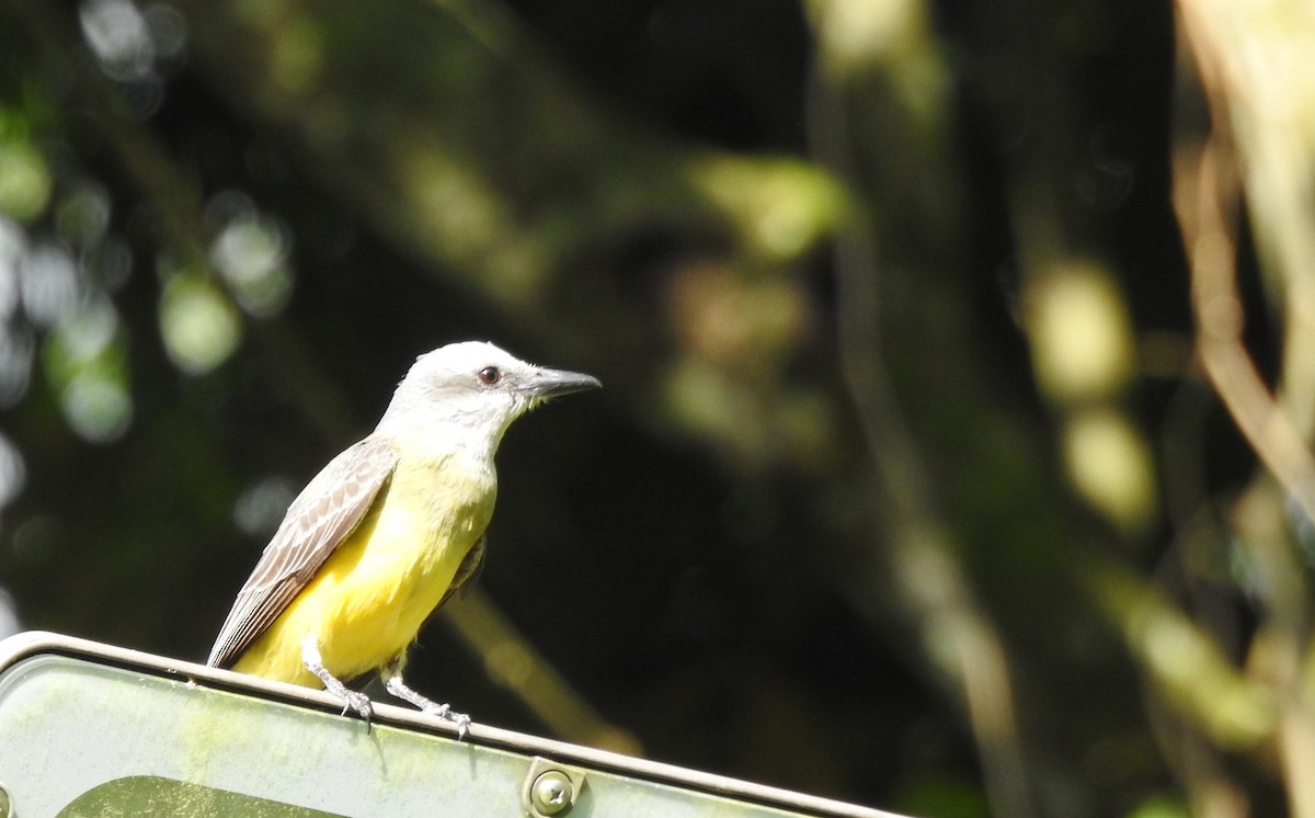 Tropical Kingbird - ML638954477
