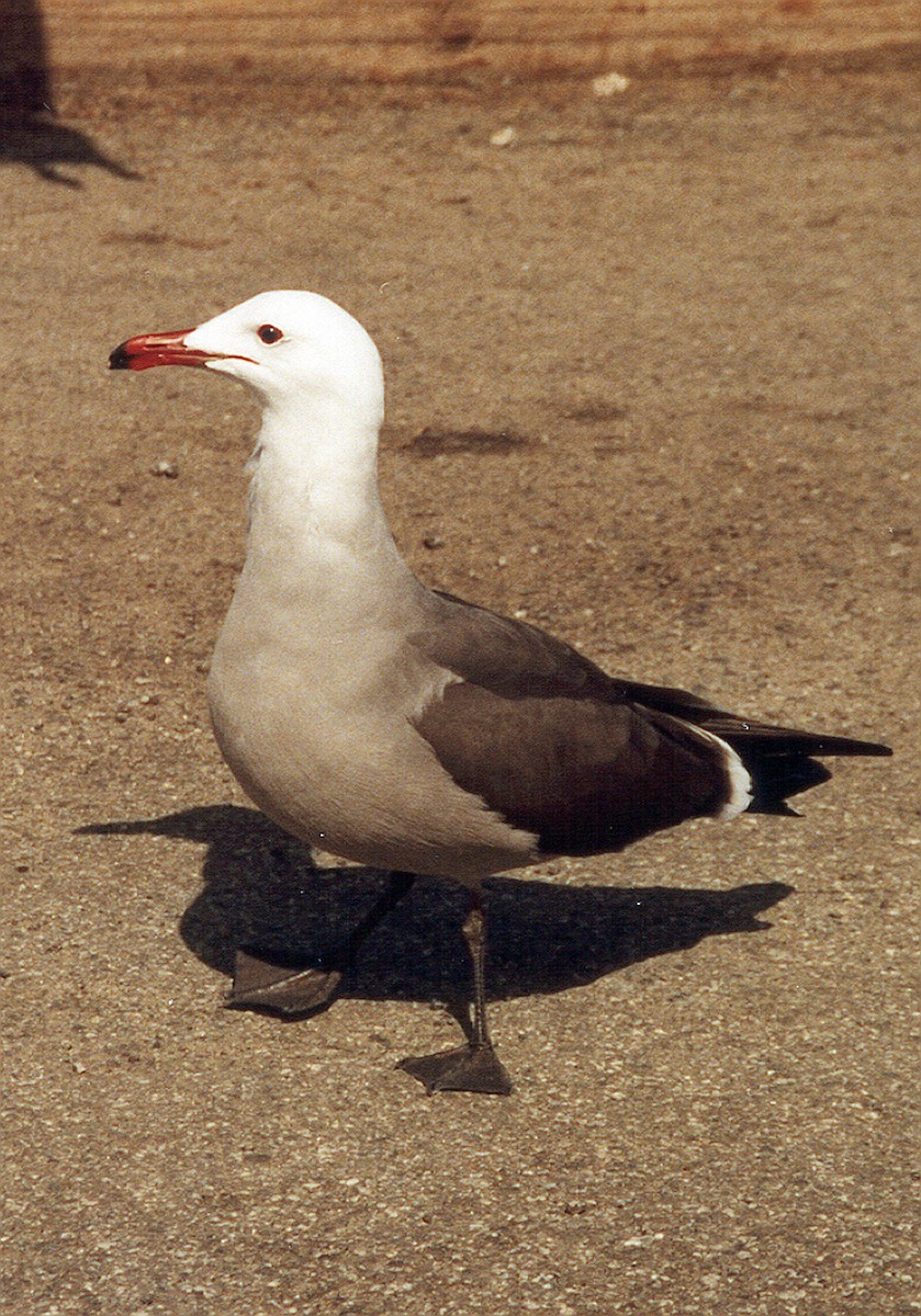 Heermann's Gull - ML638954502