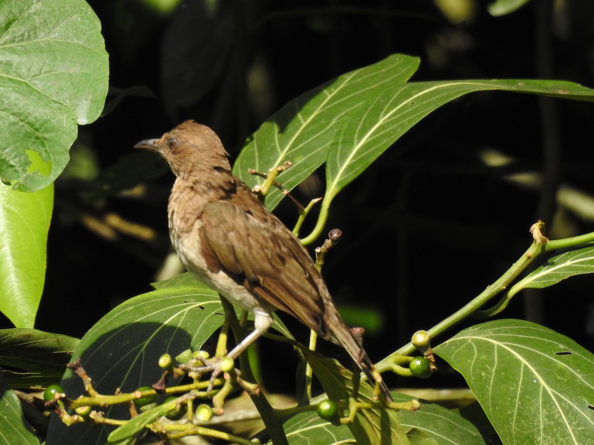 Black-billed Thrush - ML638954520
