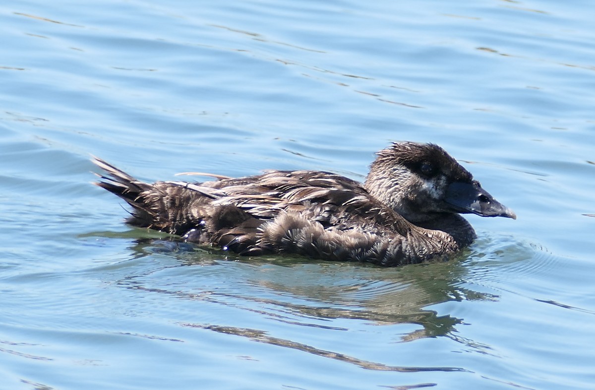 Surf Scoter - ML638954522