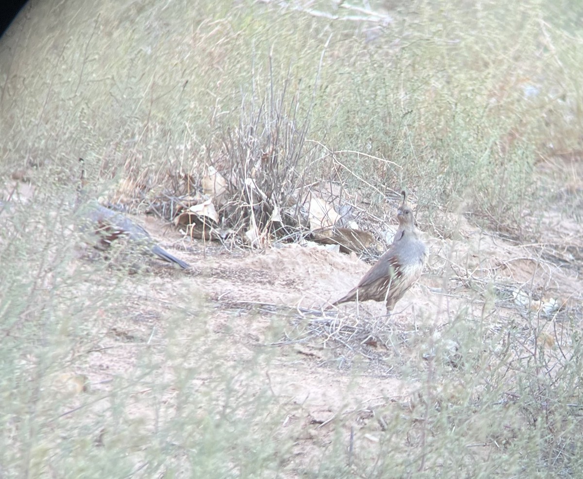 Gambel's Quail - ML638954525