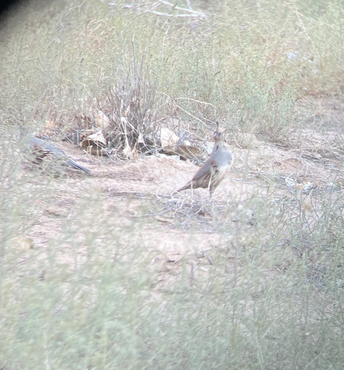 Gambel's Quail - ML638954526