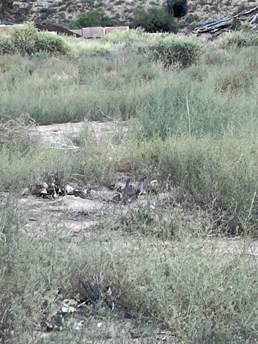 Gambel's Quail - ML638954527