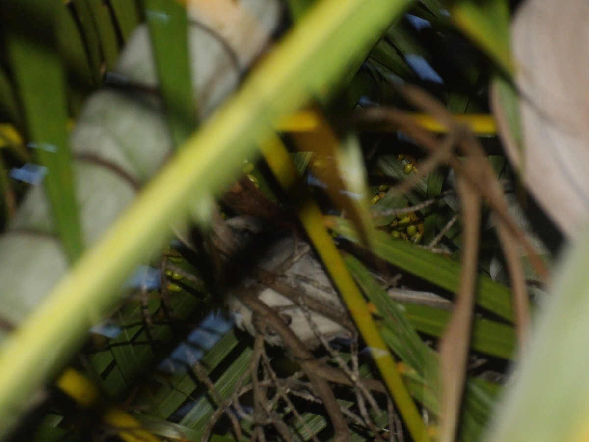 Tropical Mockingbird (Southern) - ML638954534
