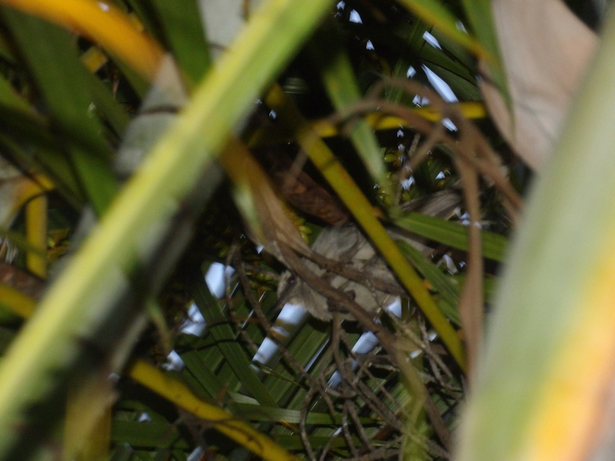 Tropical Mockingbird (Southern) - ML638954538
