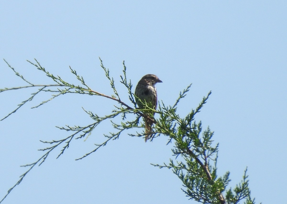 Song Sparrow - ML638954547