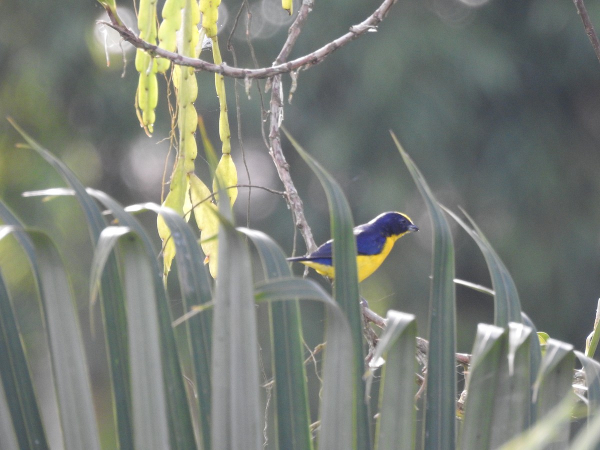 Thick-billed Euphonia - ML638954559