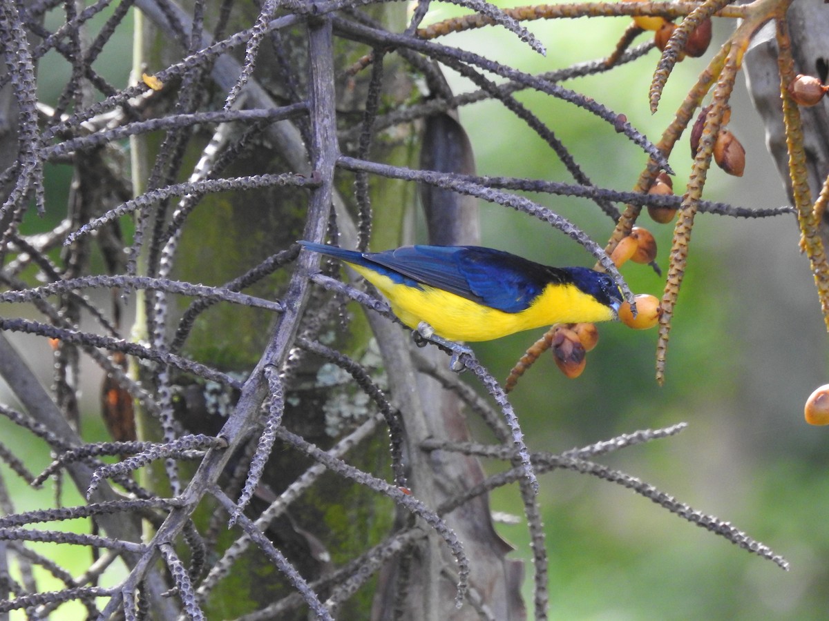Thick-billed Euphonia - ML638954560