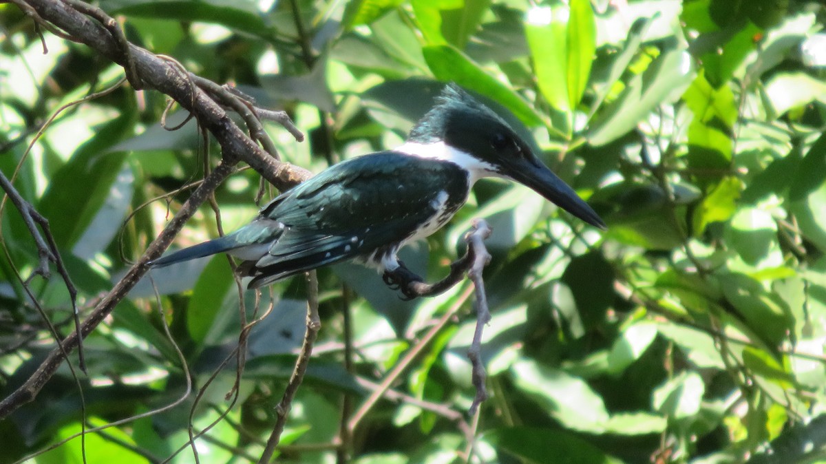 Green Kingfisher - ML638954566
