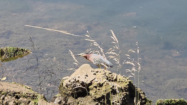 Green Heron - ML638954598