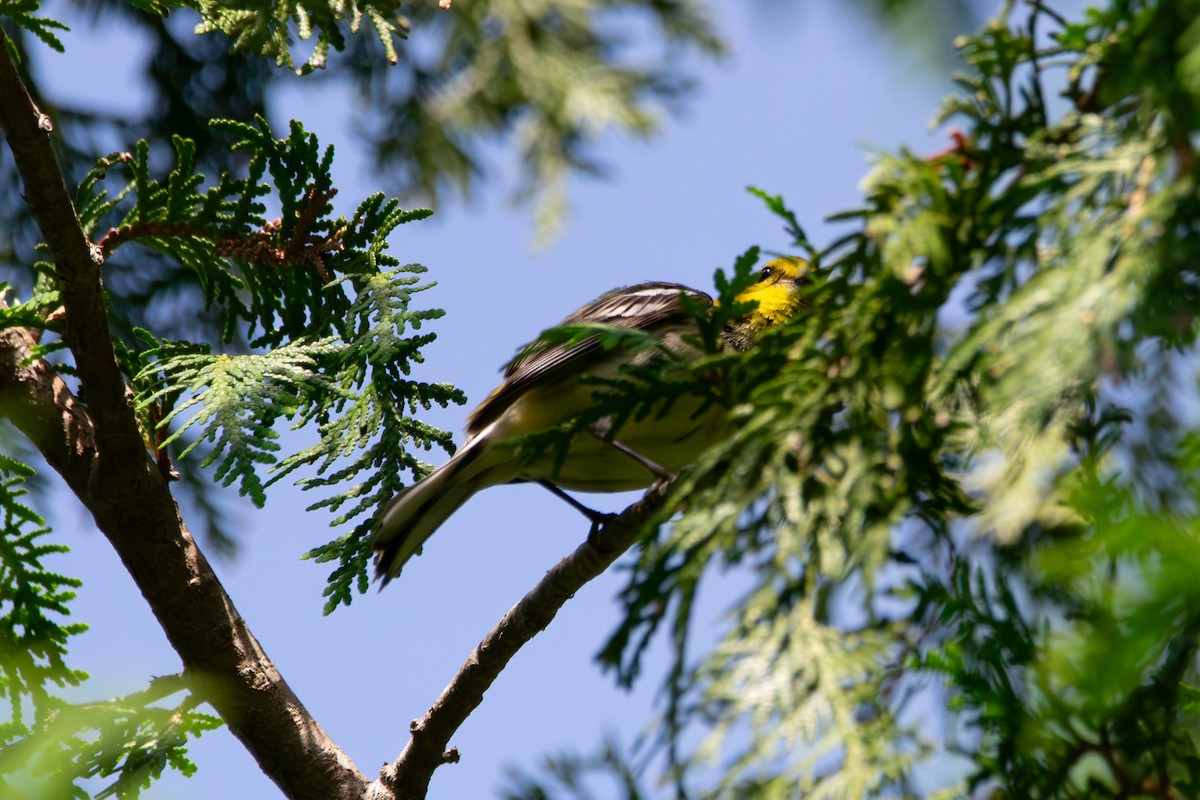 Pine Warbler - ML638954606