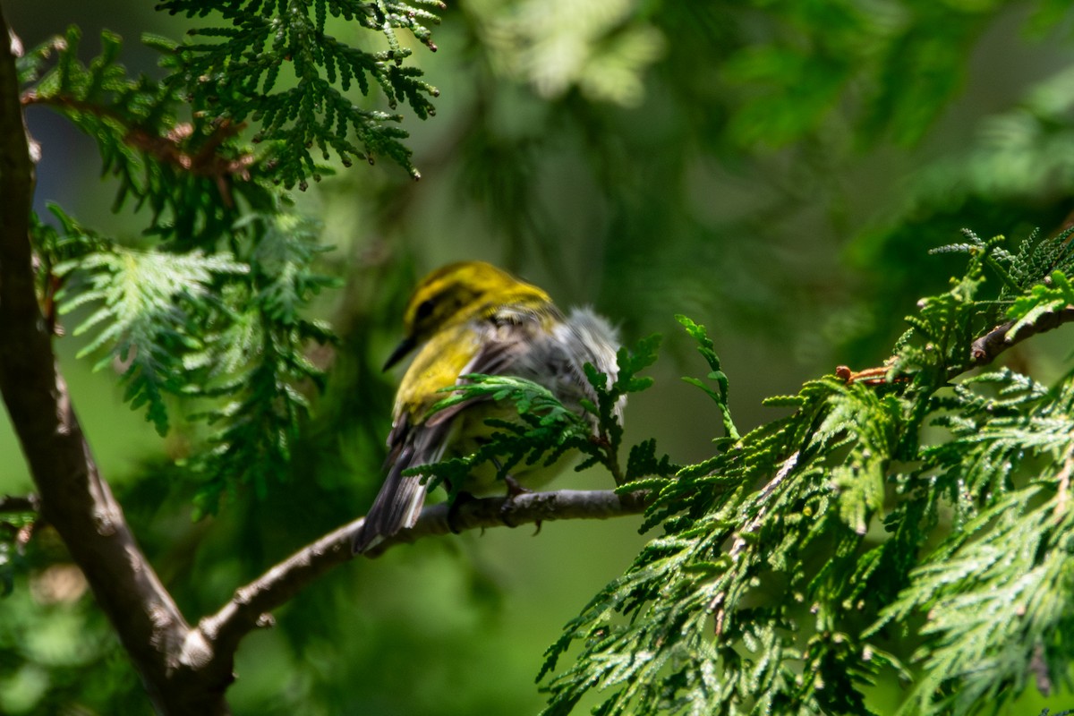 Pine Warbler - ML638954607