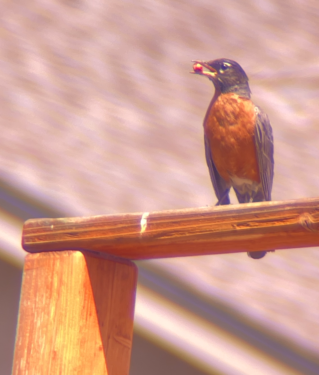 American Robin - ML638954609