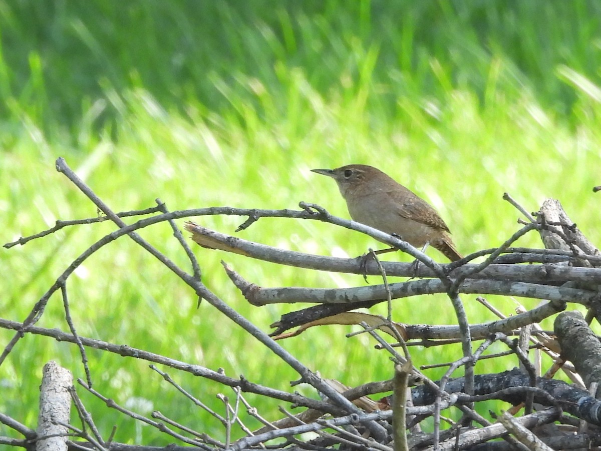 Northern House Wren - ML638954611