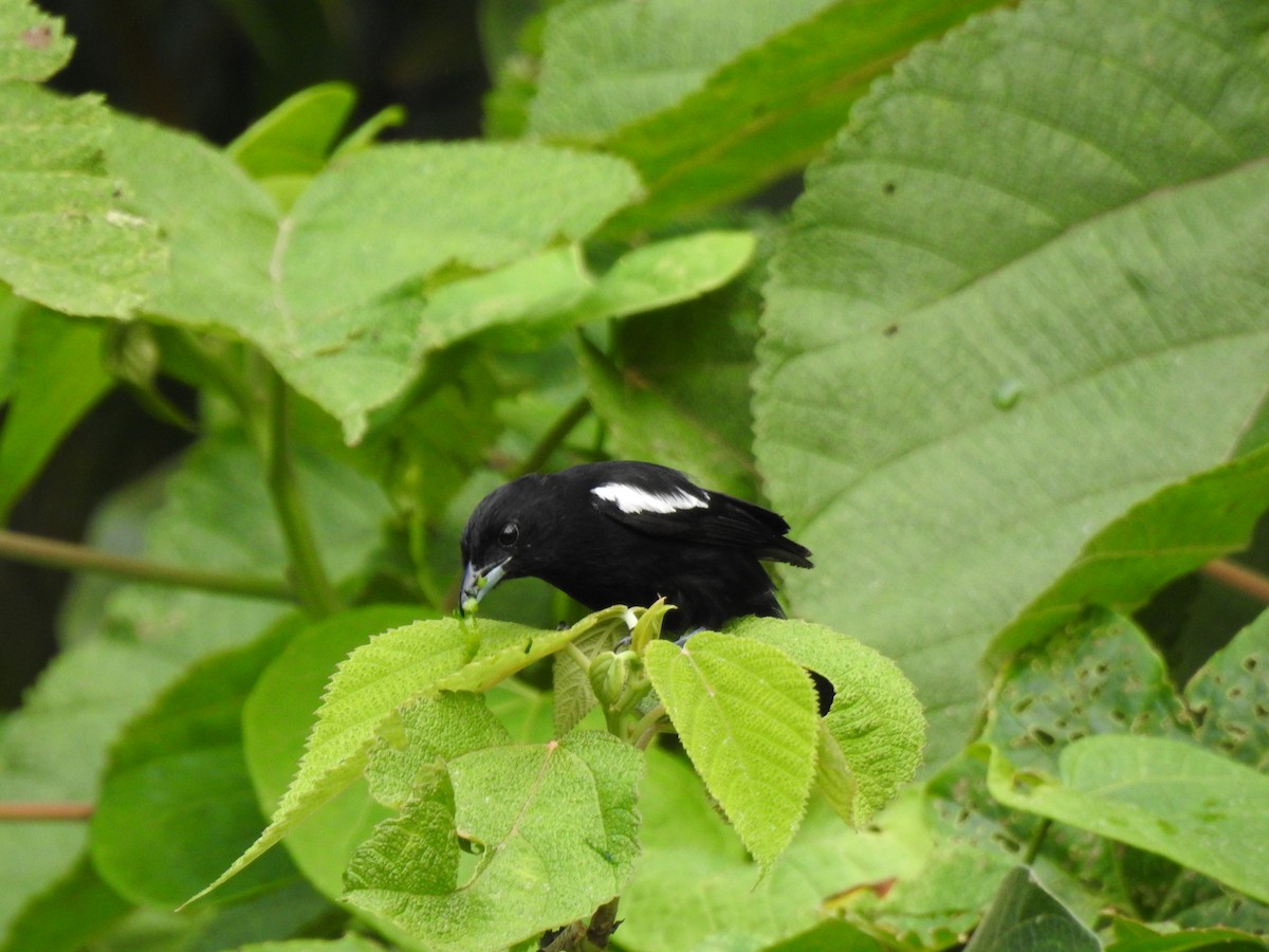White-shouldered Tanager - ML638954612