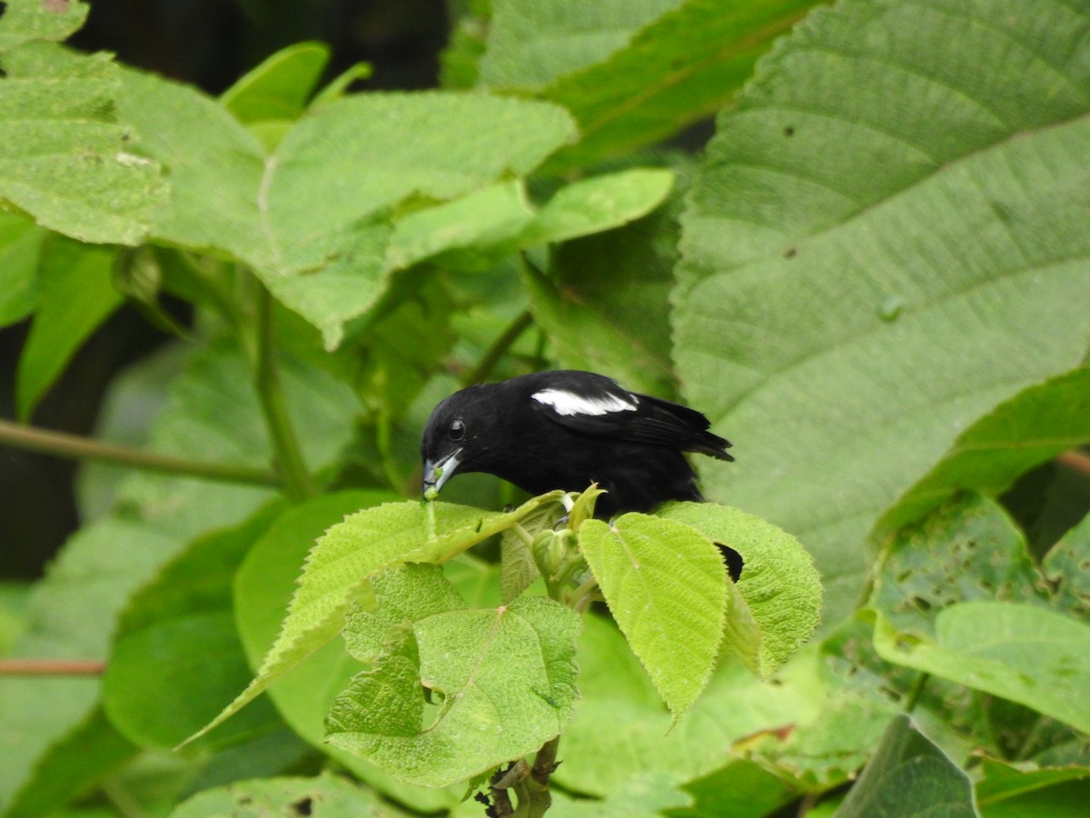 White-shouldered Tanager - ML638954613