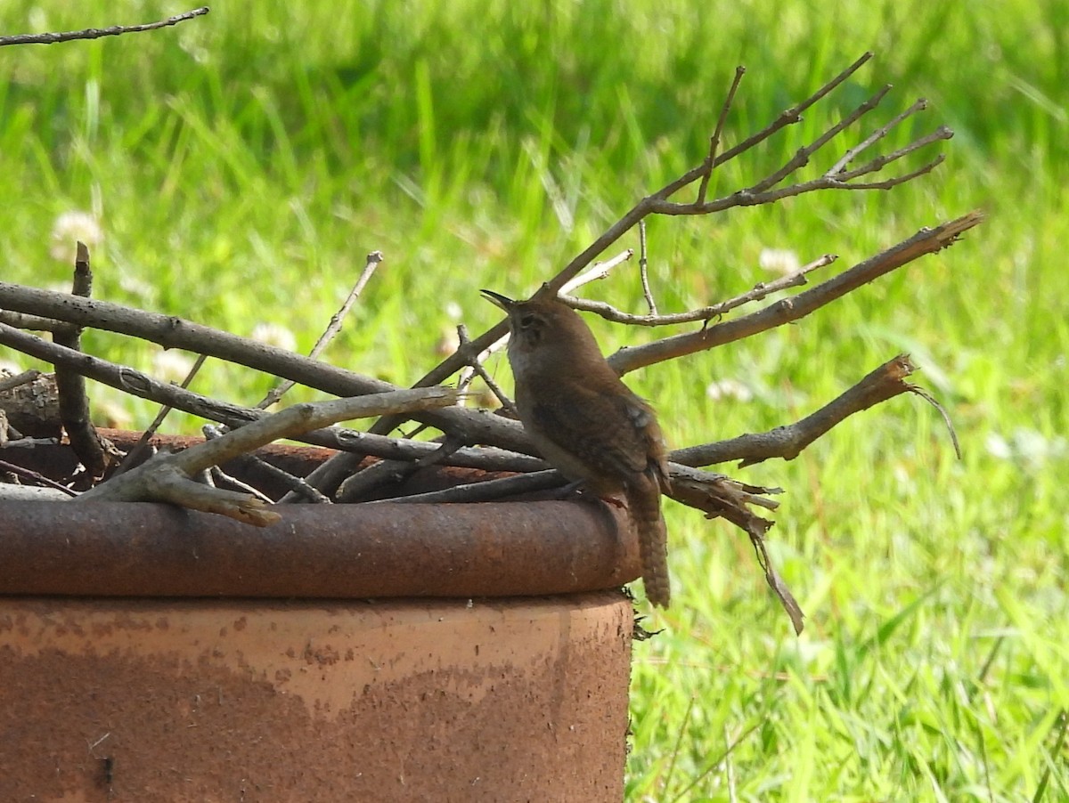 Northern House Wren - ML638954614