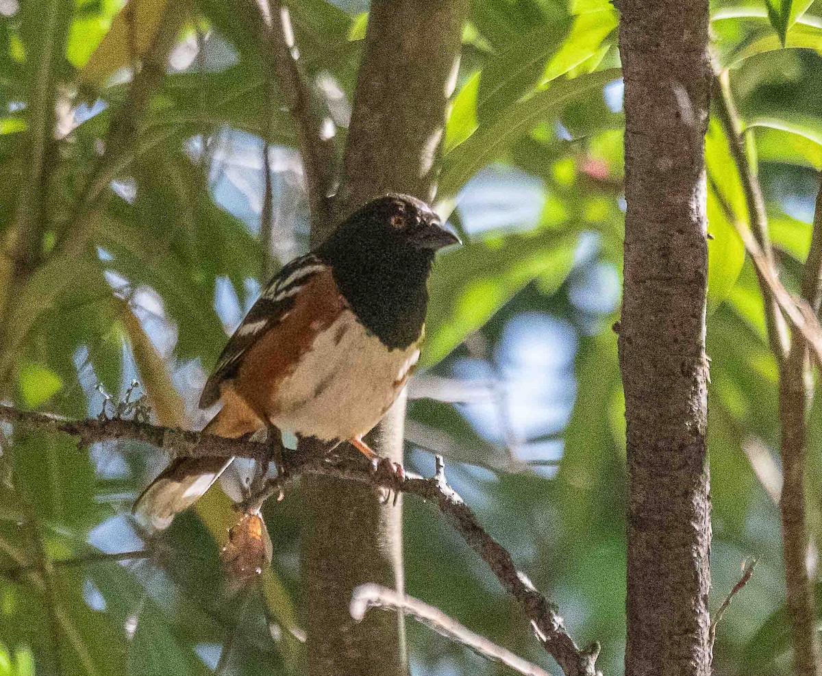 Spotted Towhee - ML638954618