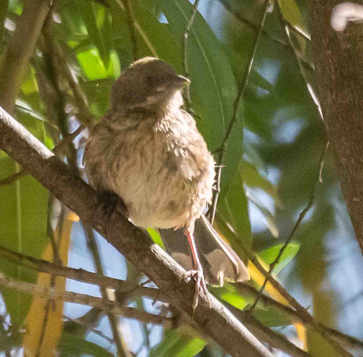 Spotted Towhee - ML638954622