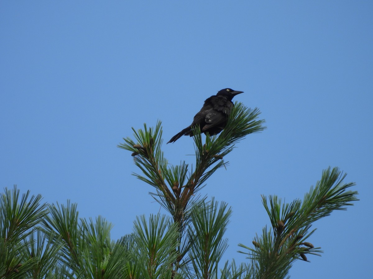 Common Grackle - ML638954631
