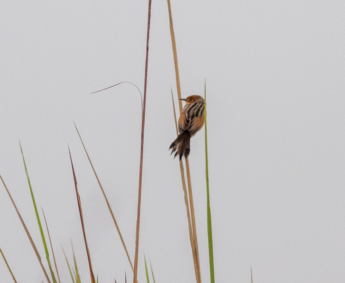 Winding Cisticola - ML638954646