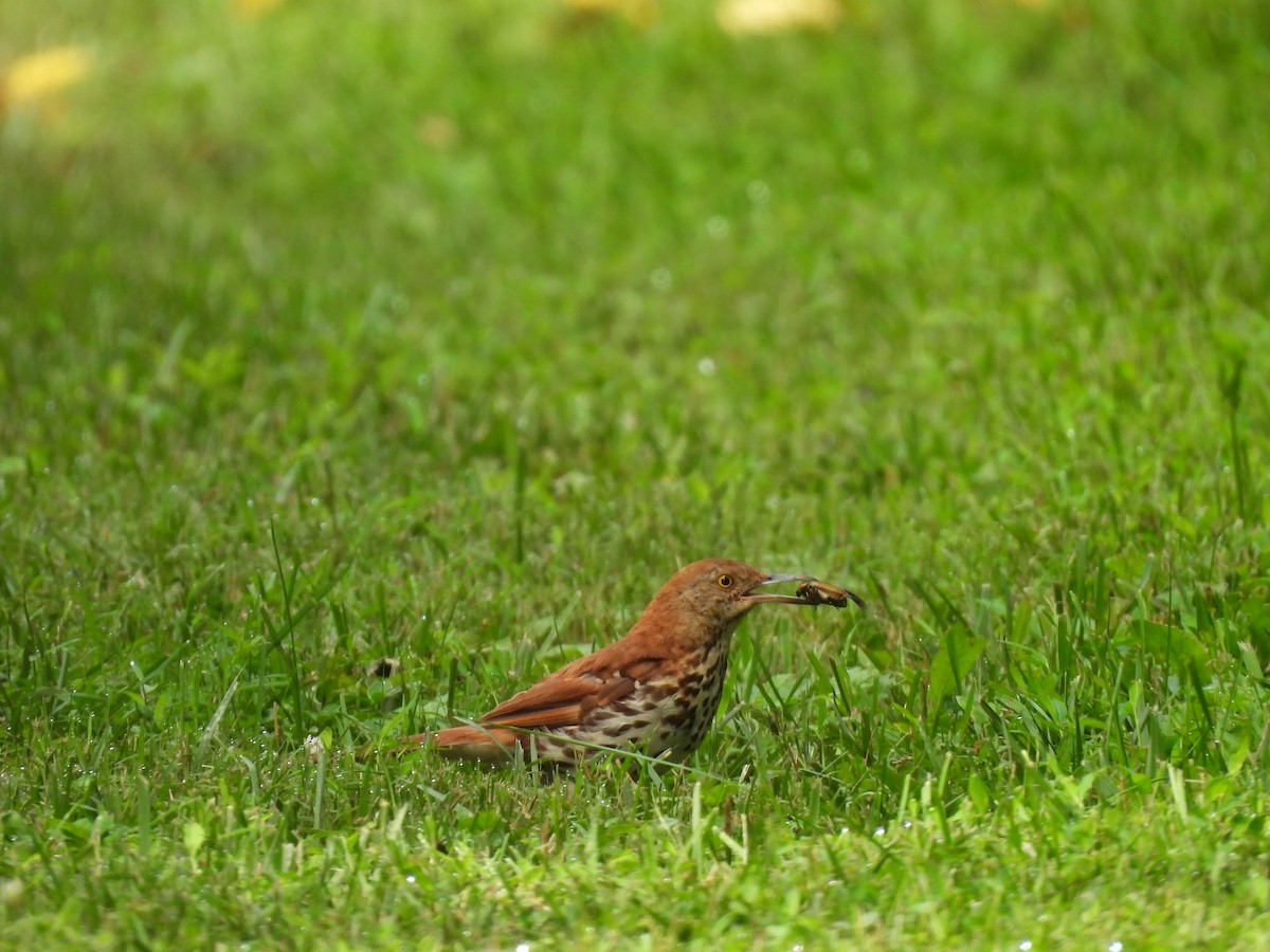 Brown Thrasher - ML638954649
