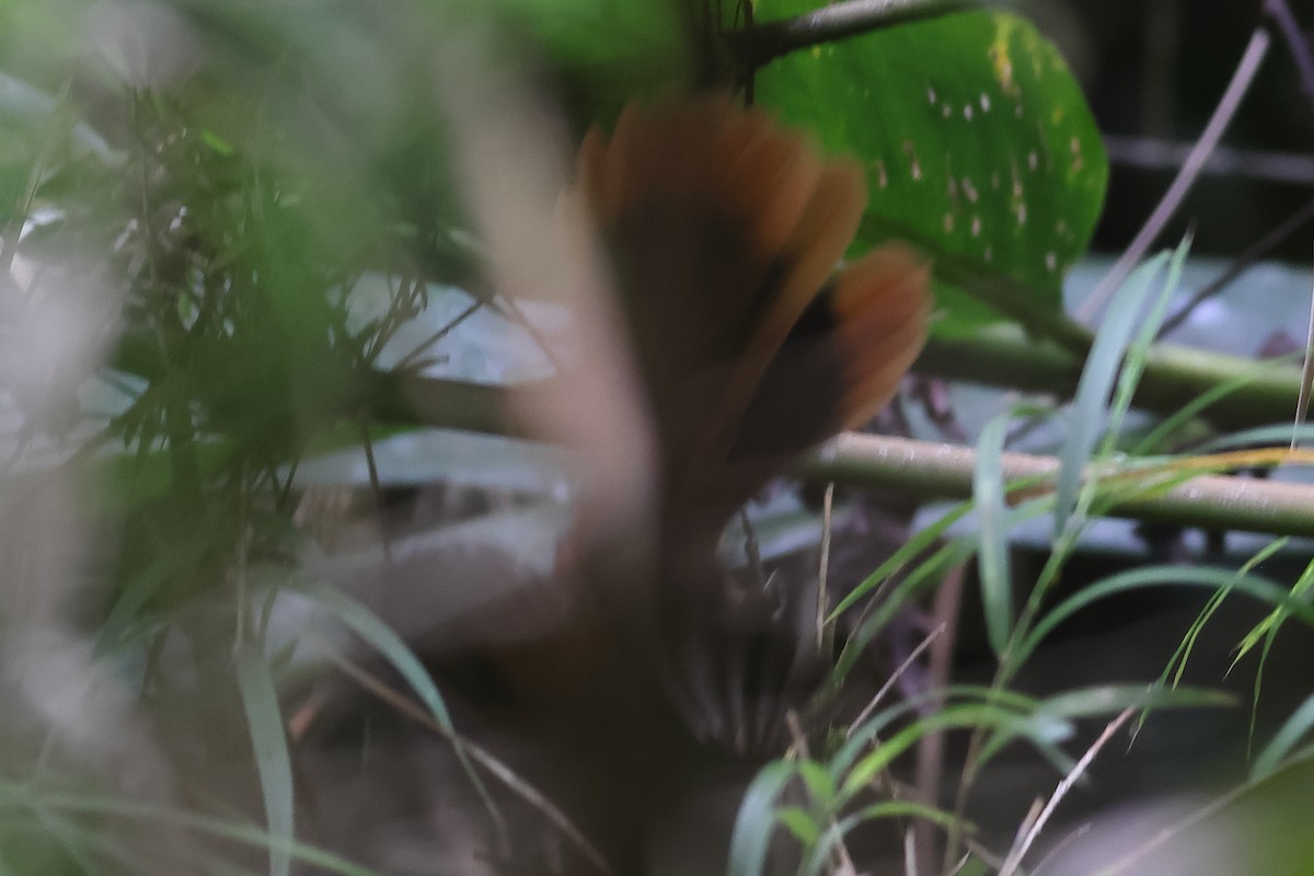Dimorphic Fantail - ML638954651