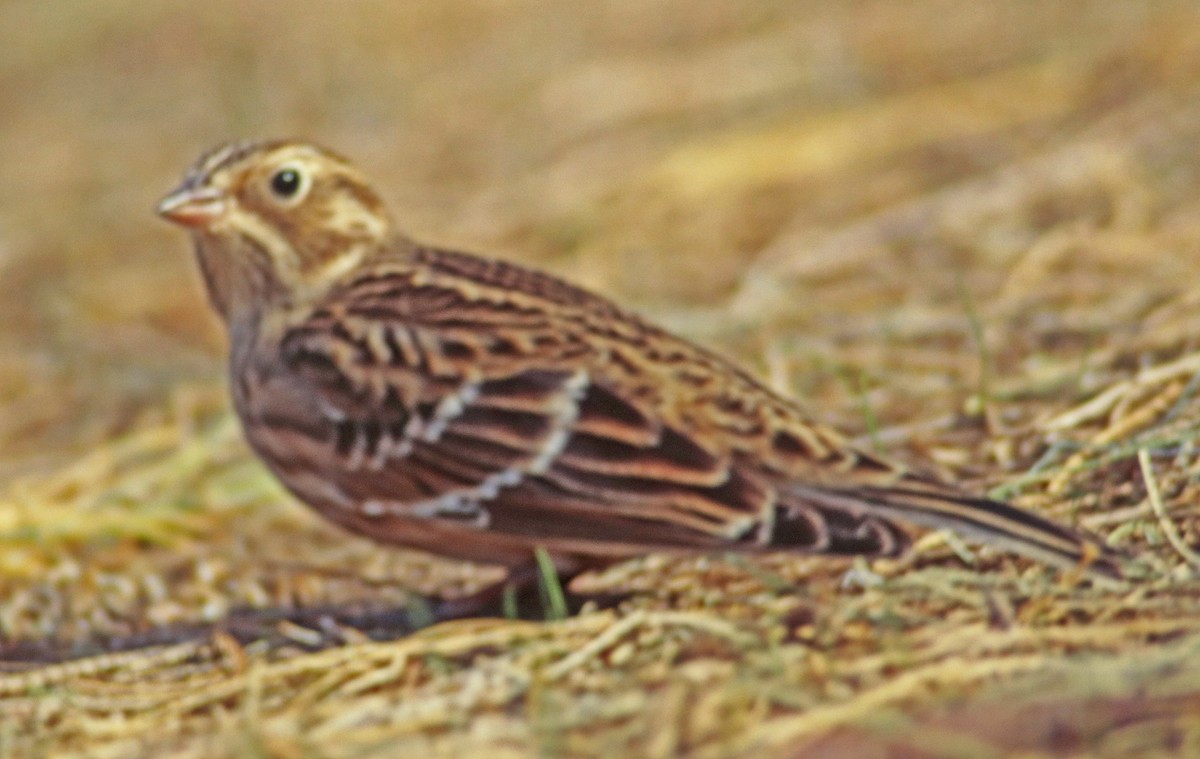 Smith's Longspur - ML638954659