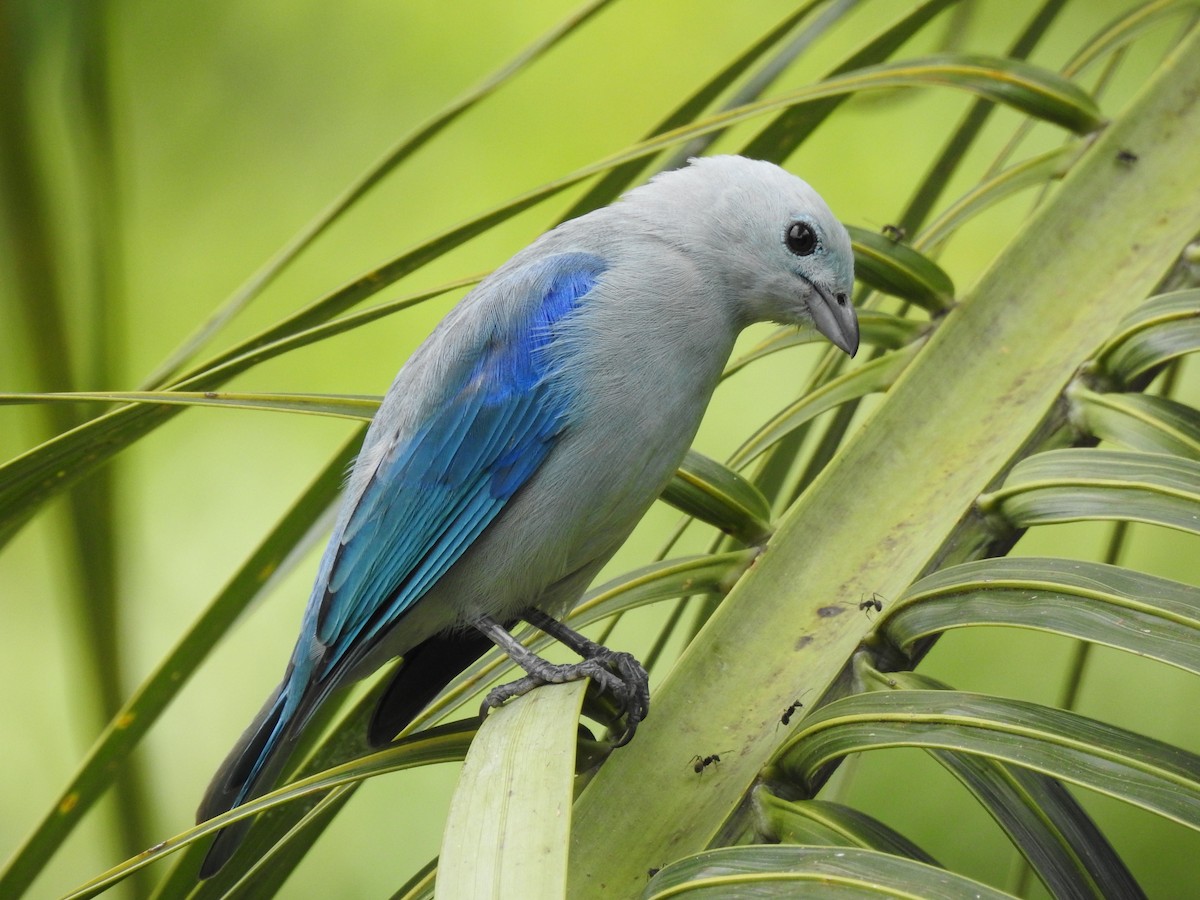 Blue-gray Tanager - ML638954673