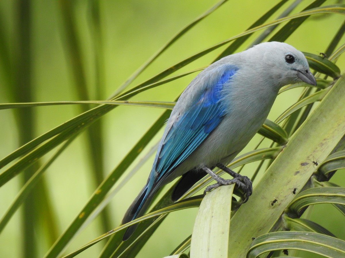 Blue-gray Tanager - ML638954674