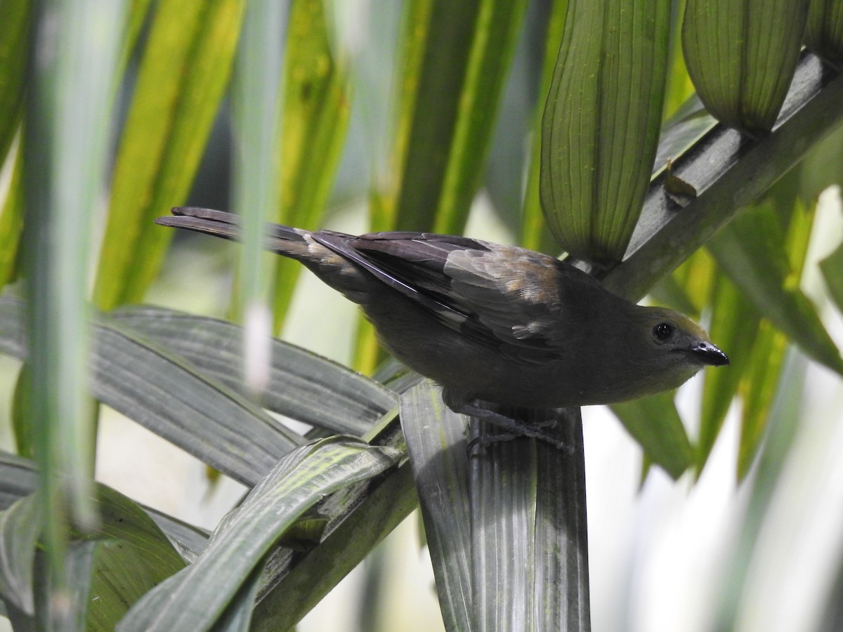 Palm Tanager - ML638954682