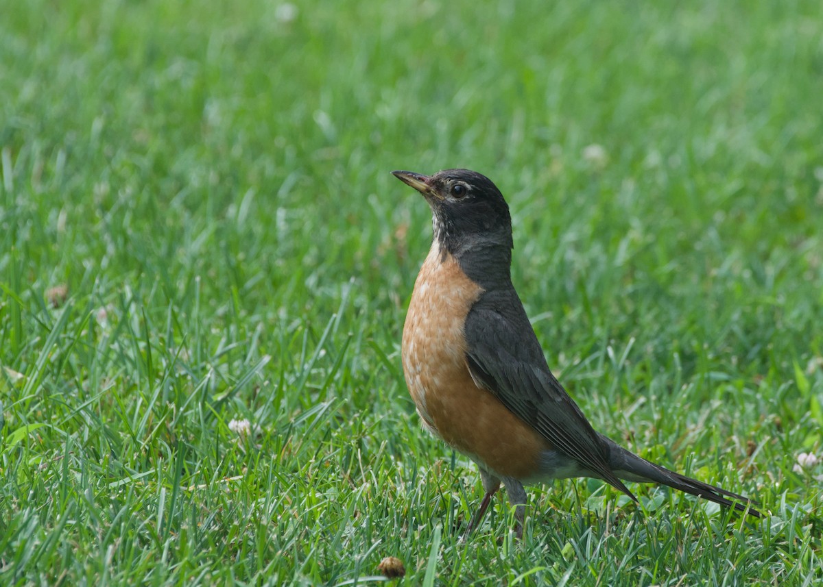 American Robin - ML638954692