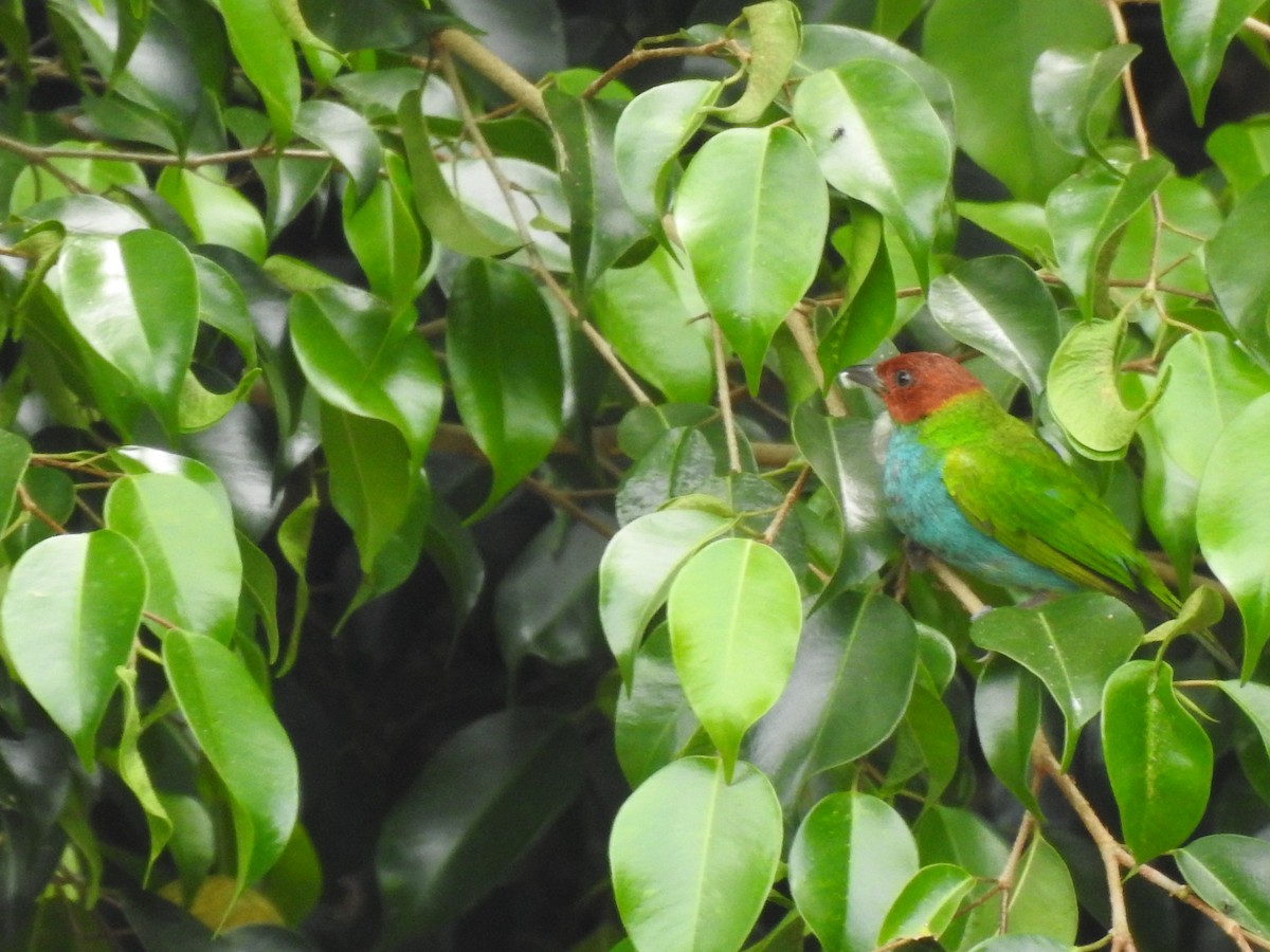 Bay-headed Tanager - ML638954698