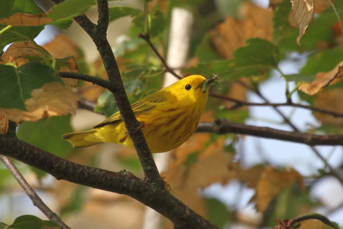 Yellow Warbler - ML638954705
