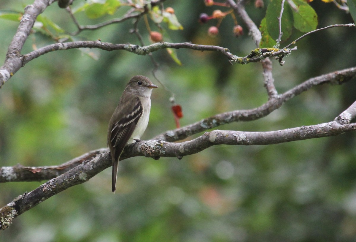 Alder Flycatcher - ML638954716