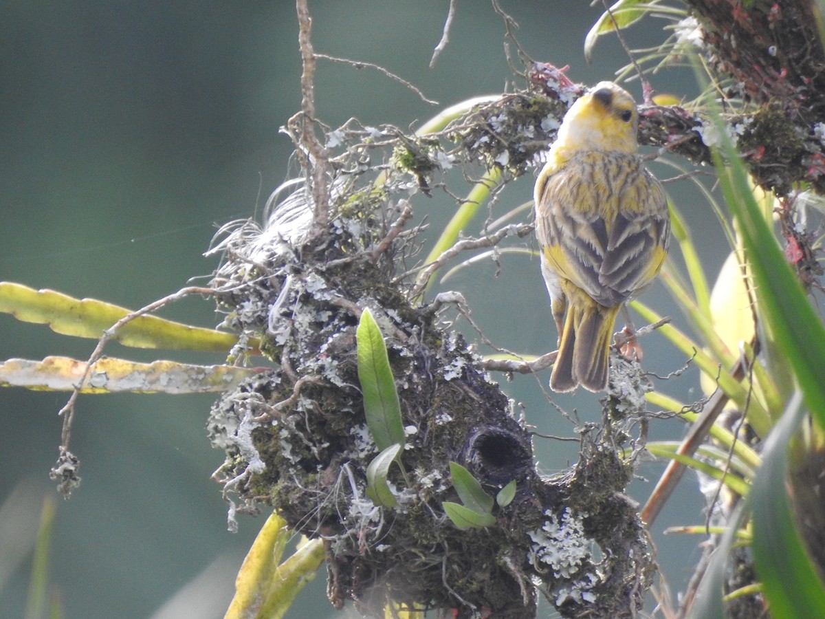 Saffron Finch - ML638954720