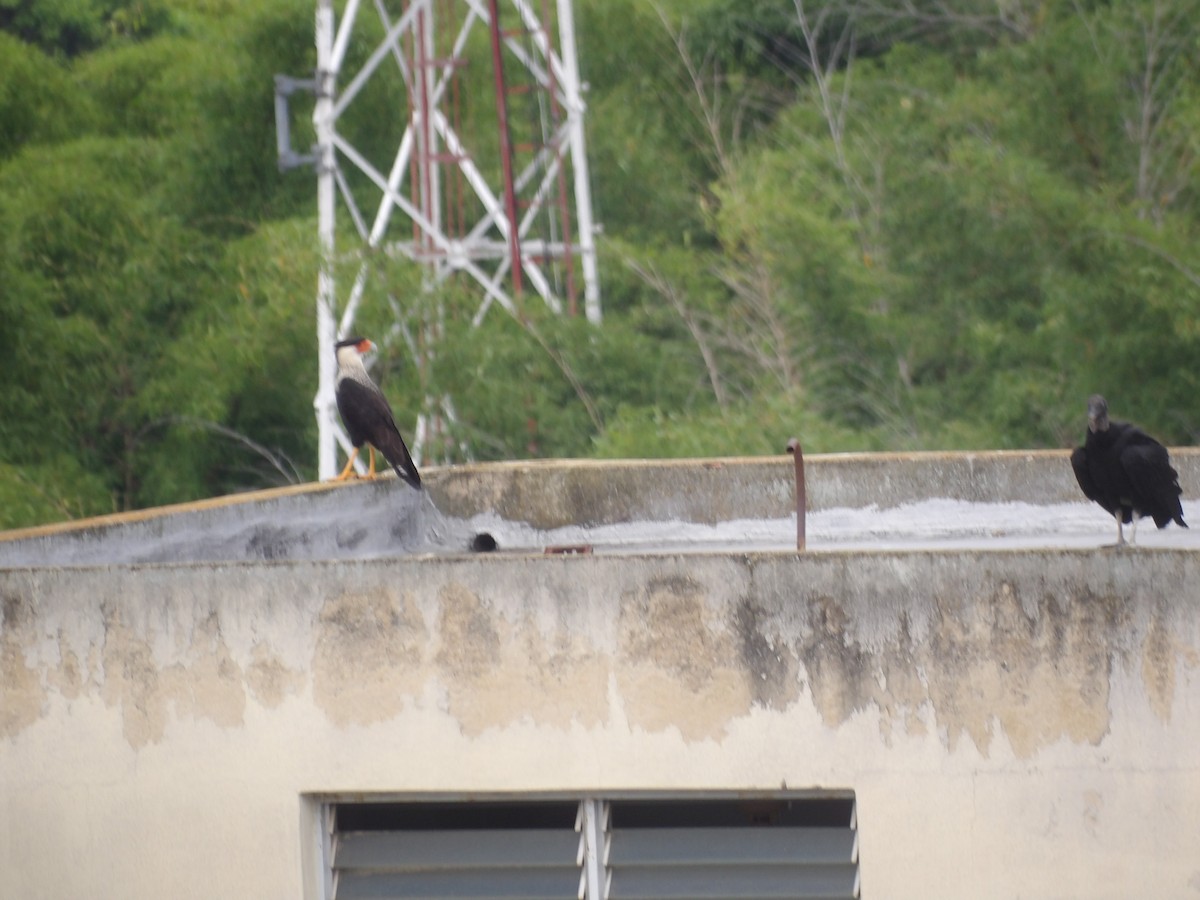 Black Vulture - ML638954730