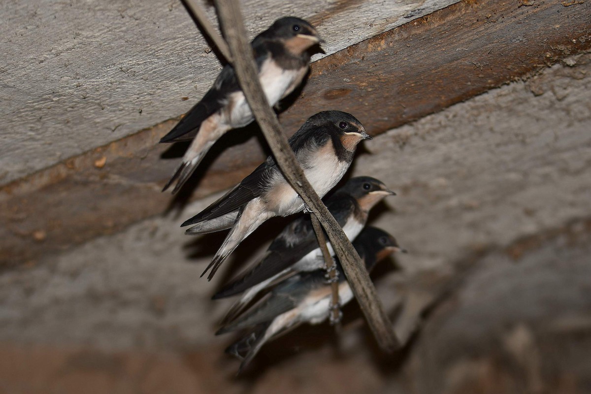 Golondrina Común - ML638954738