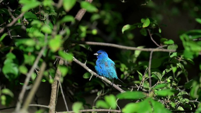 Indigo Bunting - ML638954747