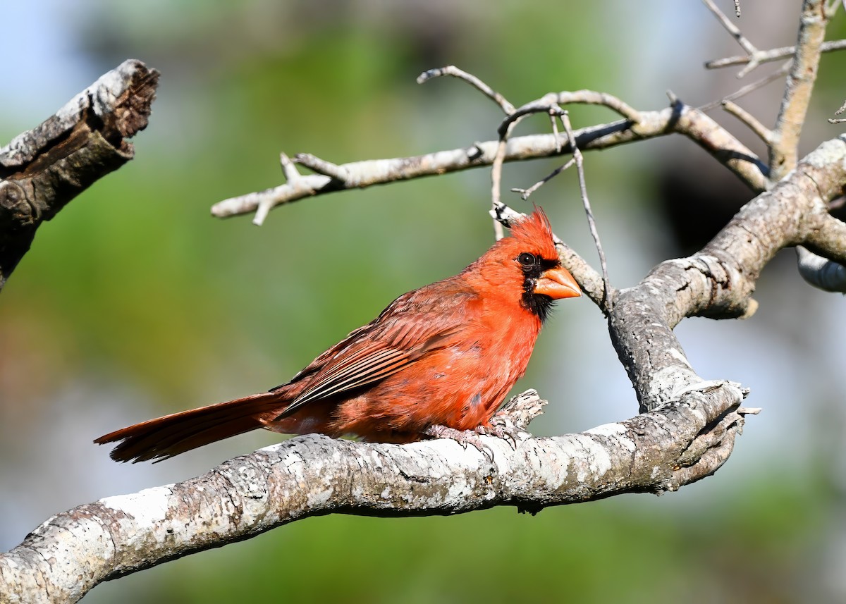 Cardinal rouge - ML638954749