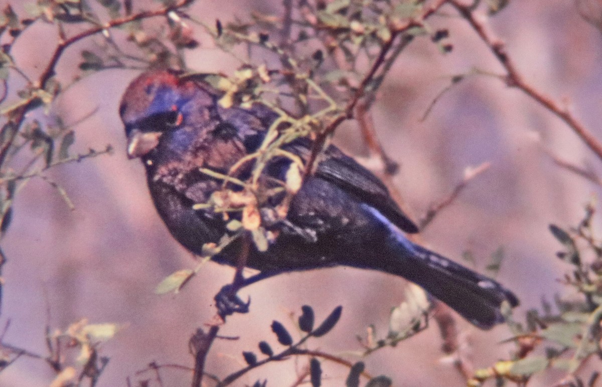 Varied Bunting - ML638954760