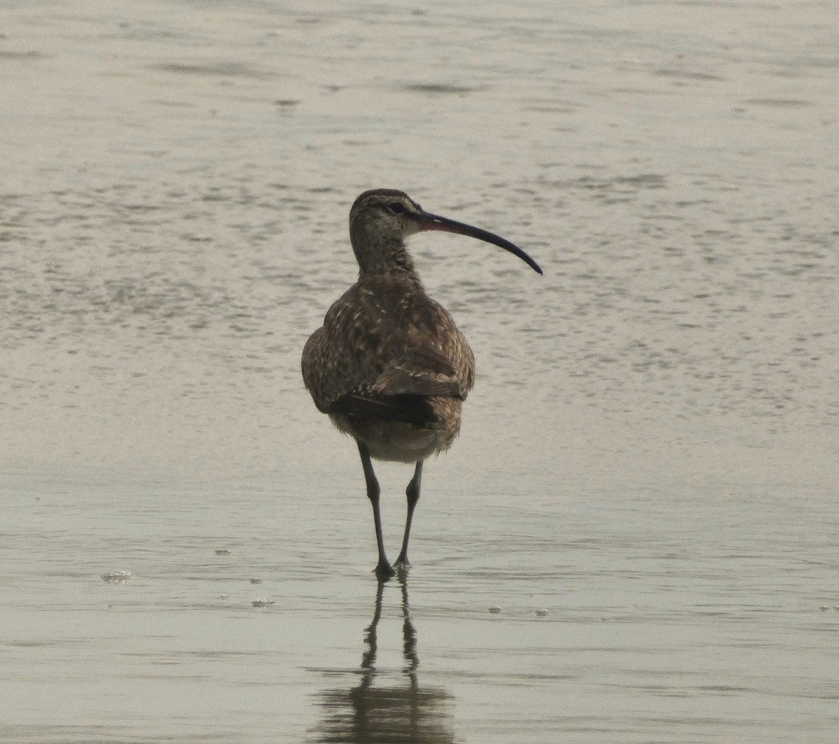 Whimbrel - ML638954764