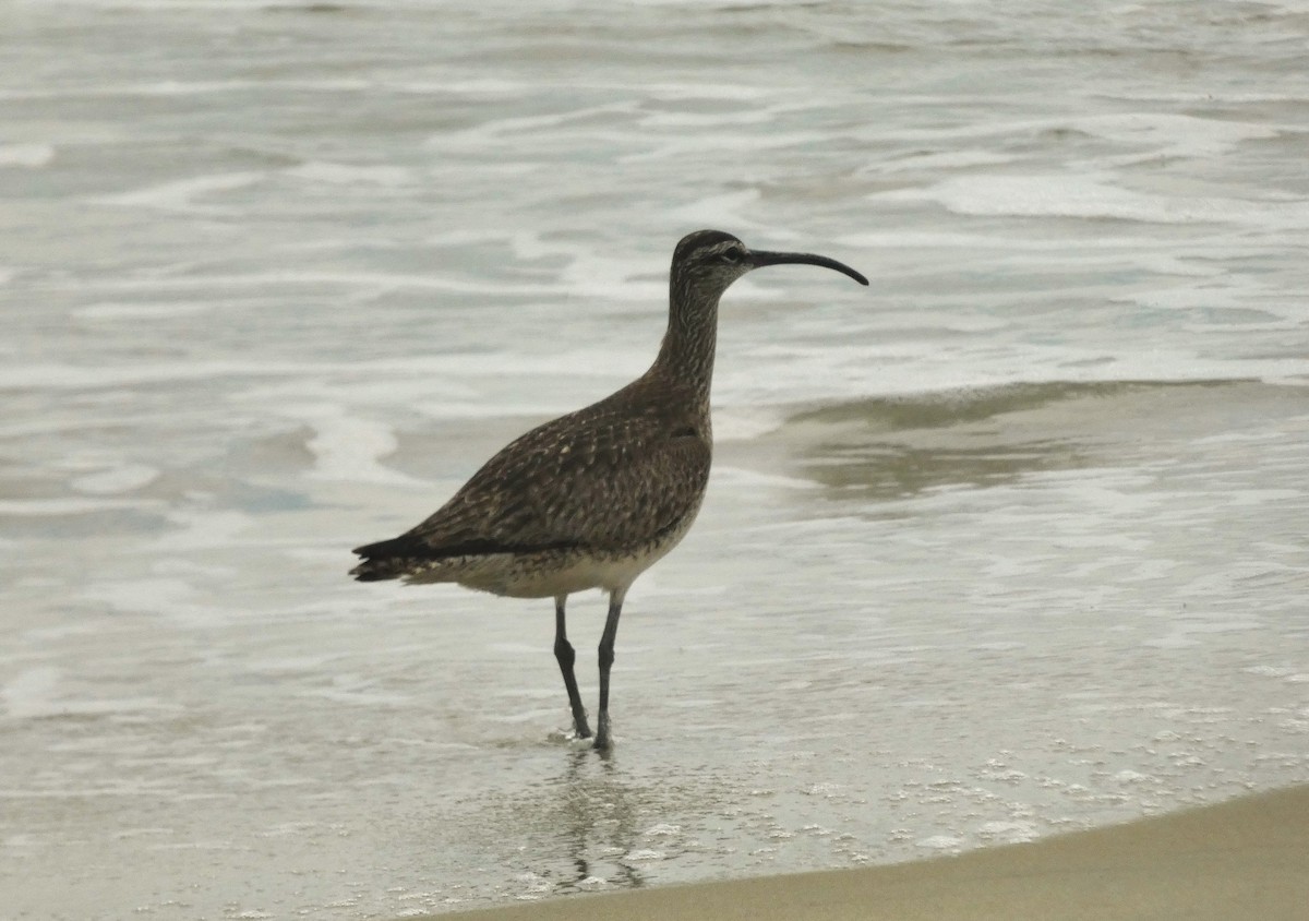 Whimbrel - ML638954765
