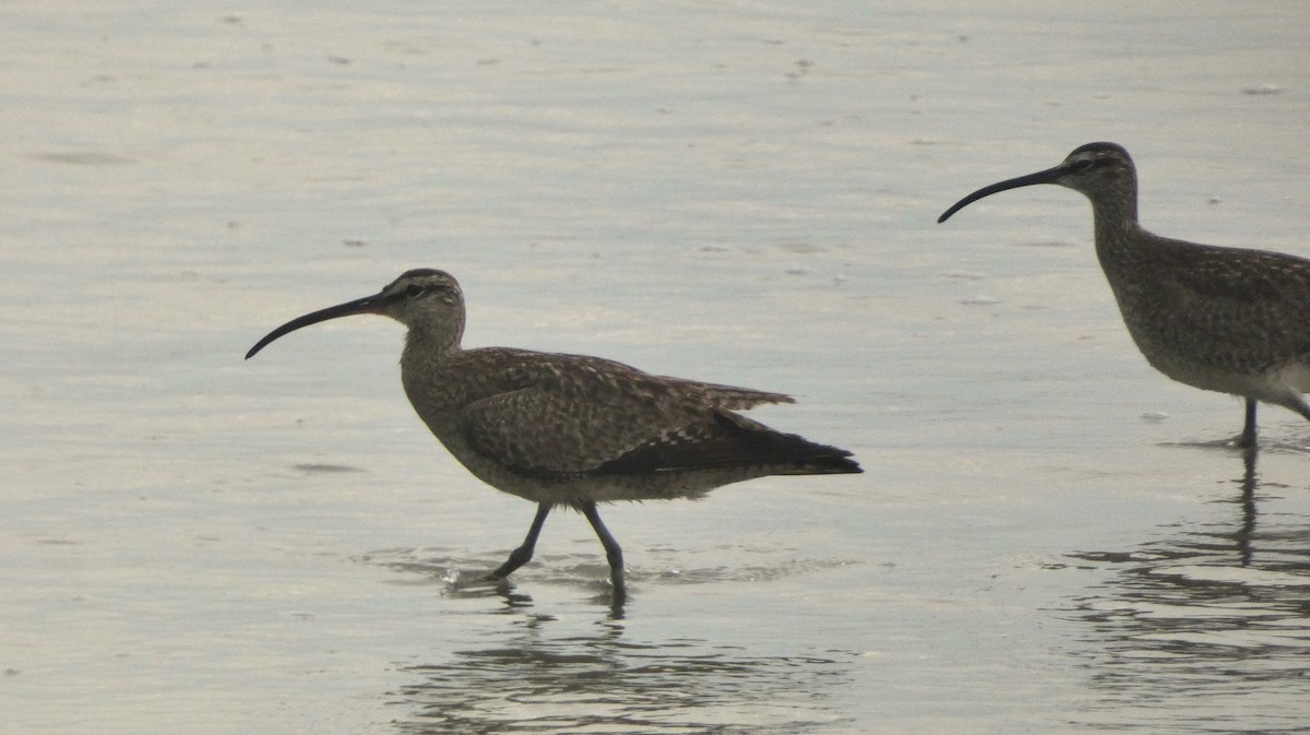 Whimbrel - ML638954766