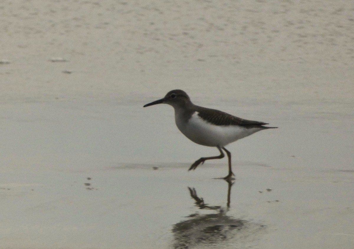 Solitary Sandpiper - ML638954768