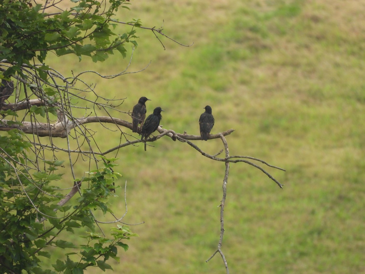 European Starling - ML638954777