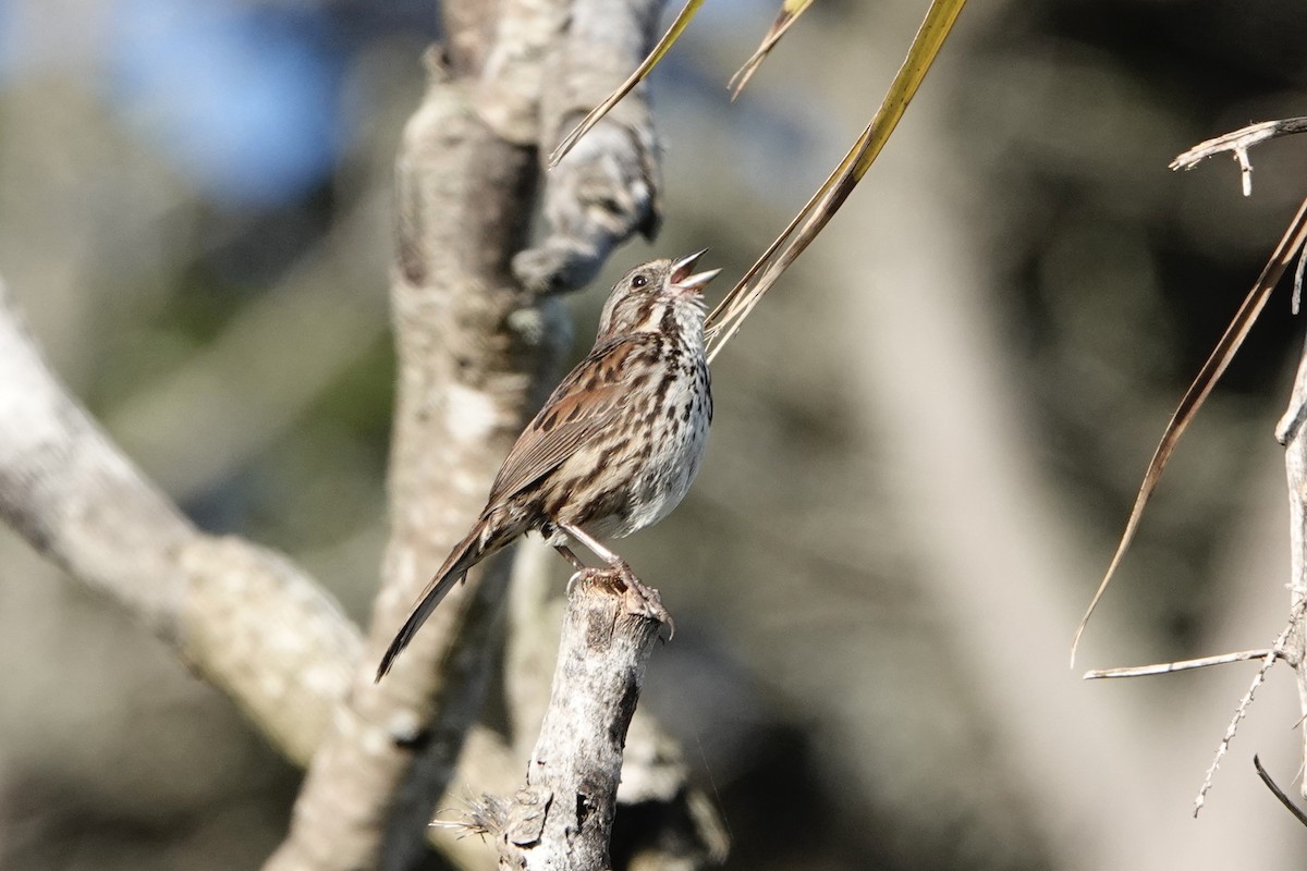Song Sparrow - ML638954778