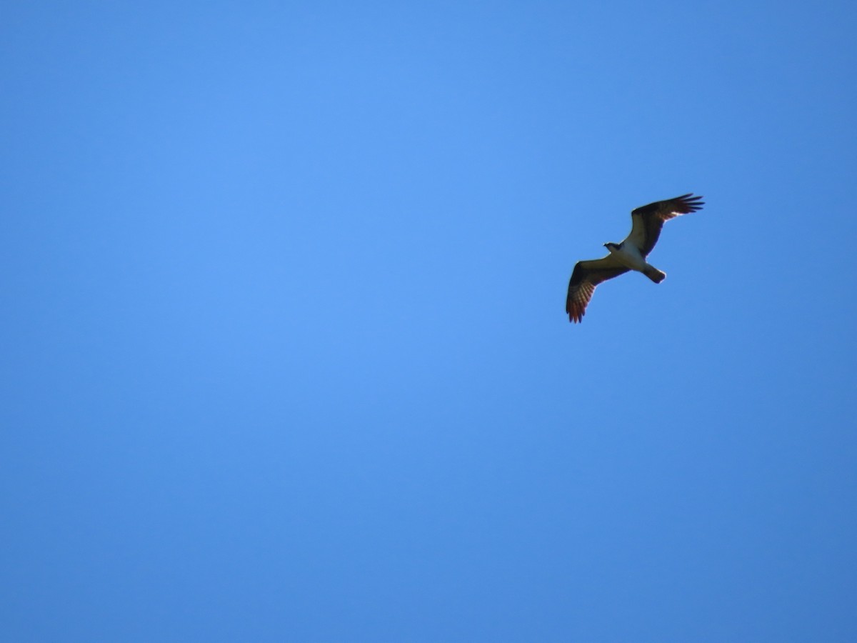 Osprey - ML638954787
