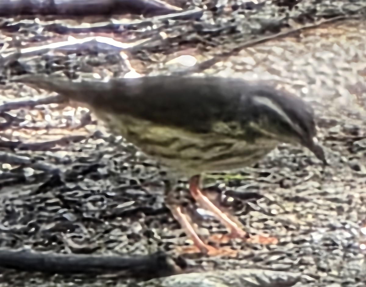 Louisiana Waterthrush - ML638954792